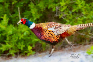 A male pheasant races down a path after being startled.