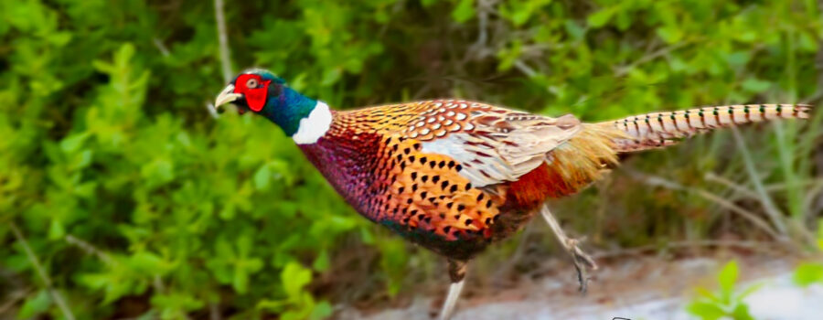 A male pheasant races down a path after being startled.