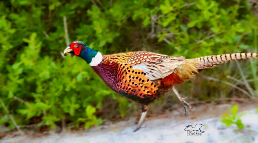 A male pheasant races down a path after being startled.