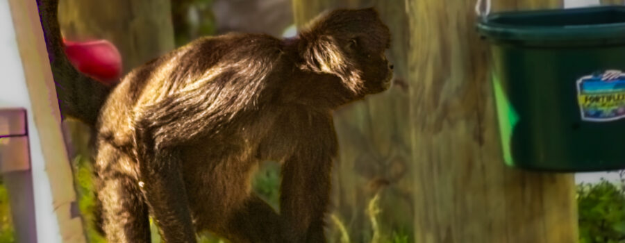 A spider monkey wanders over to the food bucket to check on what snacks are available.