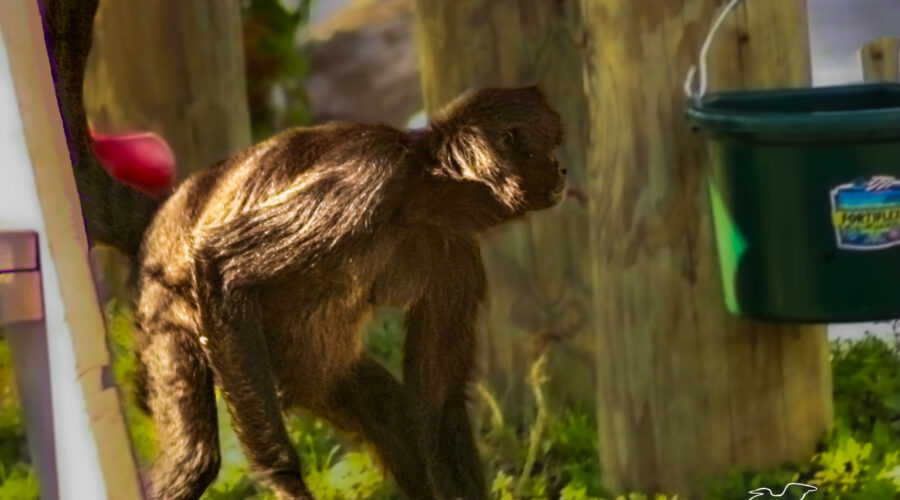 A spider monkey wanders over to the food bucket to check on what snacks are available.