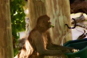 A spider monkey searches through a food bucket to pick out his favorites.