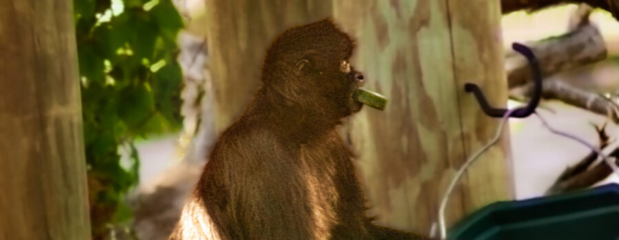A spider monkey searches through a food bucket to pick out his favorites.