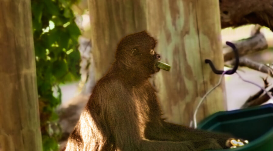 A spider monkey searches through a food bucket to pick out his favorites.