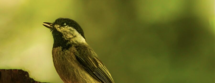 A Carolina chickadee sings an early morning song as it greets the sun.