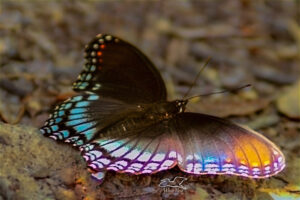 The red spotted purple is a colorful butterfly with areas of metallic blue, white, orange, and red on a dark brown to black background.