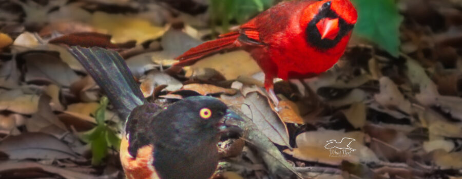 Poppa cardinal does his best to give the female towhee an unfriendly look.