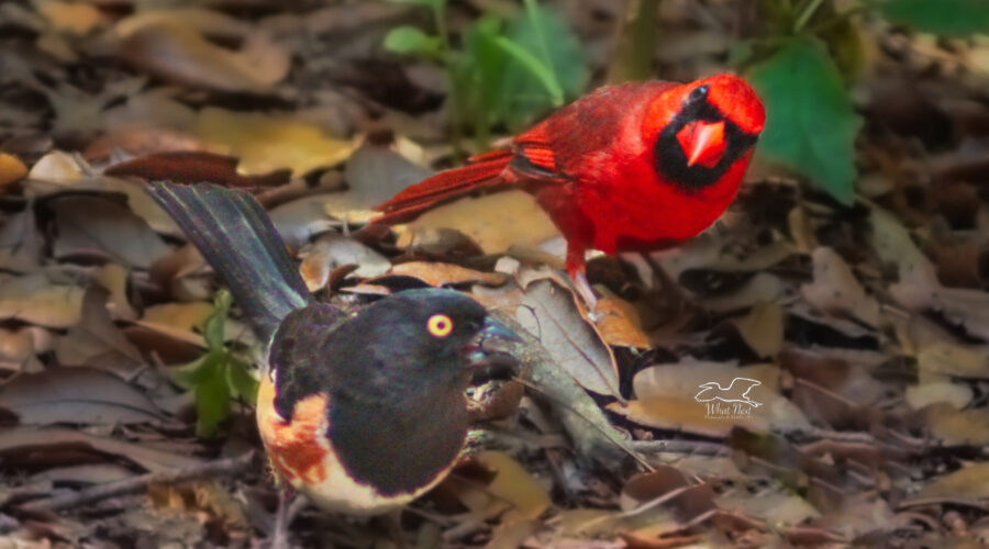 Poppa cardinal does his best to give the female towhee an unfriendly look.