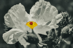 The bright yellow center of a prickly poppy flower, emphasized by an otherwise black and white shot, is like s bit of sun on a cloudy day.