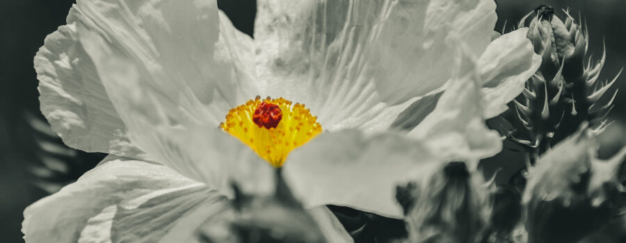 The bright yellow center of a prickly poppy flower, emphasized by an otherwise black and white shot, is like s bit of sun on a cloudy day.