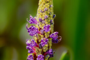 A stalk of pickerel weed is just starting to produce its beautiful, vibrant purple flowers.