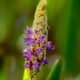 It’s the Time of Year that Colorful Pickerel Weed is in Bloom