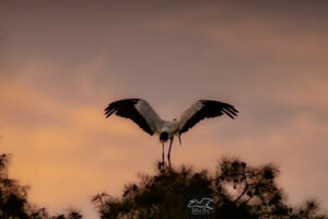 A wood stork spreads its wings in preparation to launch itself from the top of a tall pine to head off to roost.