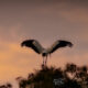 A Wood Stork Perched on Top of a Tree is an Incredible Sight