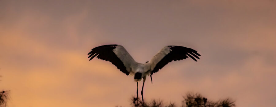 A wood stork spreads its wings in preparation to launch itself from the top of a tall pine to head off to roost.