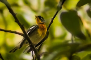 This male northern parula has just finished preening his wing and back feathers.