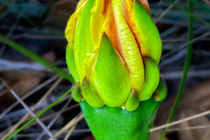 The opening bud of a prickly pear flower has a really beautiful combination of yellows and greens.