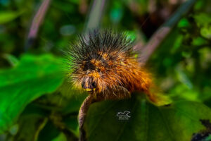 A front on view shows the details of the face of a woolly bear caterpillar.