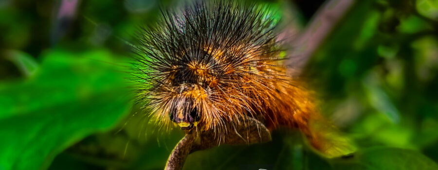A front on view shows the details of the face of a woolly bear caterpillar.