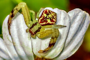 A northern crab spider hides on the side of a blackjack flower while it waits for prey.