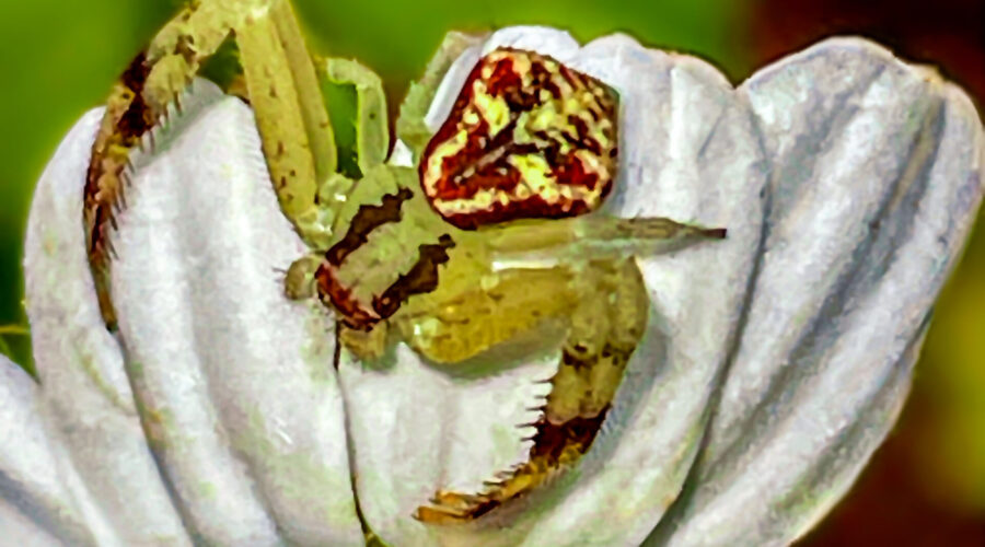 A northern crab spider hides on the side of a blackjack flower while it waits for prey.