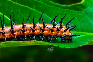 A gulf fritillary caterpillar crawls along a passion fruit vine leaf while looking for cover.