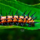 Colorful Gulf Fritillary Caterpillars are Quite Striking with Many Spikes