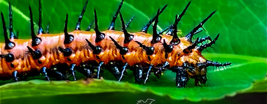 A gulf fritillary caterpillar crawls along a passion fruit vine leaf while looking for cover.