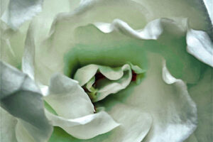 A closeup photo of a gardenia flower captures it in a state of perfection.