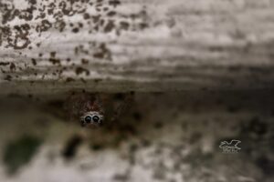 A little jumping spider peeks out from its hiding spot on the siding of a house.