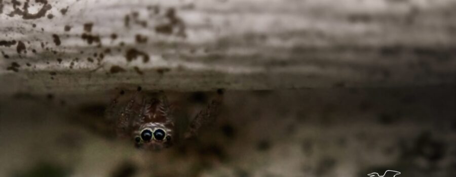 A little jumping spider peeks out from its hiding spot on the siding of a house.