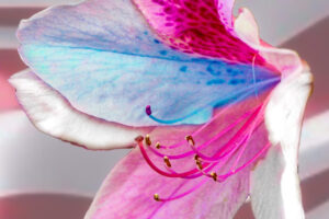 A red, white and blue hibiscus flower on an American flag background was created in celebration of Memorial Day 2024.