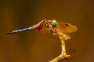 The rich colors of a blue dasher dragonfly give it an appearance of extravagance.