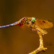 Blue Dashers are Incredible Gems of the Dragonfly World
