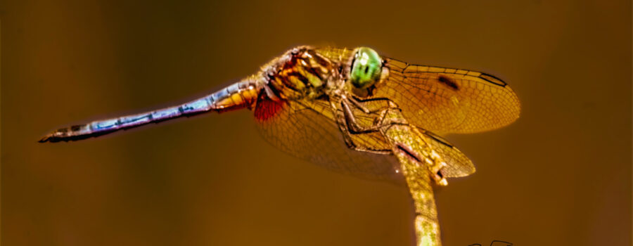 The rich colors of a blue dasher dragonfly give it an appearance of extravagance.