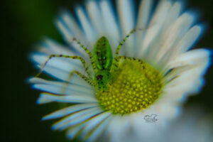 A small lynx spider sits on top of a fleabane flower waiting for prey to come along.