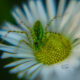 Fleabane Flowers are Great for Little Pollinators and Spiders, Too