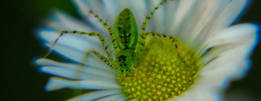 A small lynx spider sits on top of a fleabane flower waiting for prey to come along.