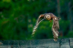 A red shouldered hawk launches from a fence post perch in persuit of a grasshopper meal.