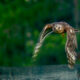 Red-Shouldered Hawks are Powerful Fliers and Excellent Insect Hunters