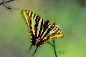 A zebra swallowtail butterfly sip nectar from a flower a slowly flaps its wings in a shaded area.