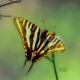 Zebra Swallowtails are Large, Beautiful Butterflies