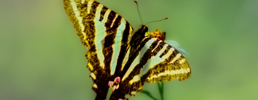 A zebra swallowtail butterfly sip nectar from a flower a slowly flaps its wings in a shaded area.