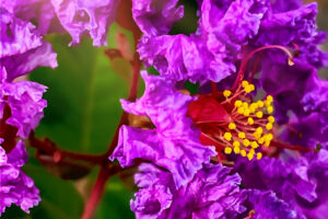 Crepe myrtle flowers come in many gorgeous colors including purple.