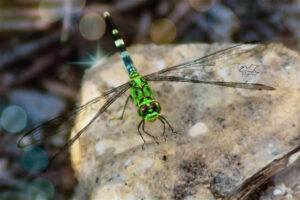 This immature maleastern pondhawk dragonfly is in the process of changing colors.