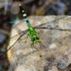 An Eastern Pondhawk that’s Changing Color is a Beautiful Sight
