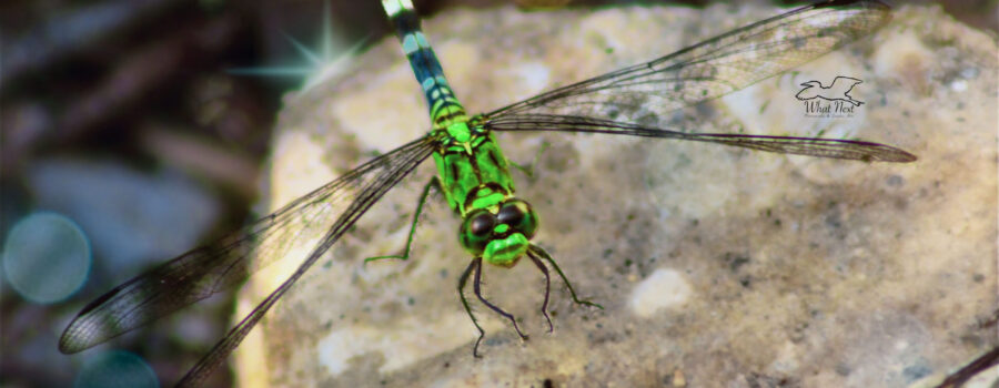 This immature maleastern pondhawk dragonfly is in the process of changing colors.