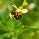 Eastern Bumble Bees are Some of the Very Best Pollinators