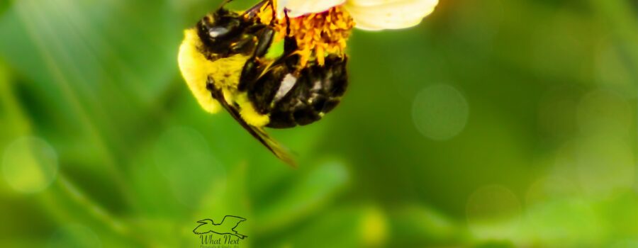 An eastern bumble bee hangs from a blackjack flower while collecting nectar and pollen for its colony.