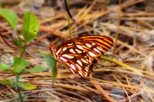 A gulf fritillary butterfly has just landed on a plant leaf for a short rest before heading off again.